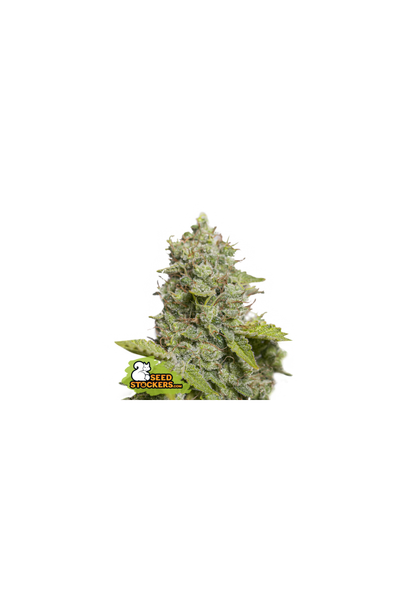 CBD Critical XXL Auto, Фасовка: 5